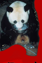 Baby Panda, Hua Mei