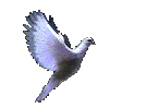 animated dove
