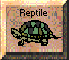 Reptiles