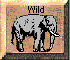 Wild Animals
